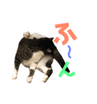猫の気持ち 猫の奈留さん 第2.弾（個別スタンプ：35）