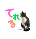 猫の気持ち 猫の奈留さん 第2.弾（個別スタンプ：36）