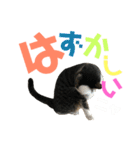 猫の気持ち 猫の奈留さん 第2.弾（個別スタンプ：37）
