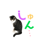 猫の気持ち 猫の奈留さん 第2.弾（個別スタンプ：38）
