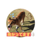 モコしろ参上〜モコちゃん編（個別スタンプ：9）