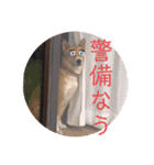 モコしろ参上〜モコちゃん編（個別スタンプ：10）