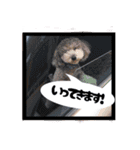 うちの6匹のわんこ（個別スタンプ：11）