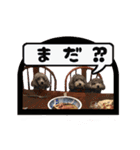 うちの6匹のわんこ（個別スタンプ：12）