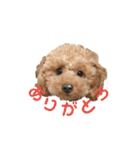 またんのこむぅぎ（個別スタンプ：6）