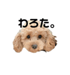 またんのこむぅぎ（個別スタンプ：12）