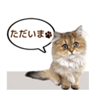 ペルシャのクッキーの子猫写真スタンプ2（個別スタンプ：25）