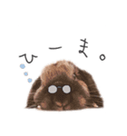 ロップイヤーの仲間たち（個別スタンプ：3）