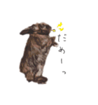 ロップイヤーの仲間たち（個別スタンプ：12）