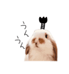 ロップイヤーの仲間たち（個別スタンプ：24）