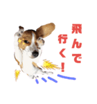 ビーグル犬ほたる④（個別スタンプ：1）