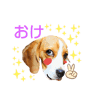 ビーグル犬ほたる④（個別スタンプ：3）