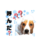 ビーグル犬ほたる④（個別スタンプ：4）