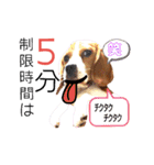 ビーグル犬ほたる④（個別スタンプ：6）