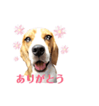 ビーグル犬ほたる④（個別スタンプ：7）