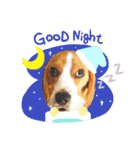 ビーグル犬ほたる④（個別スタンプ：8）