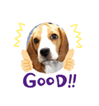ビーグル犬ほたる④（個別スタンプ：9）