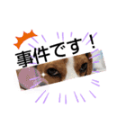 ビーグル犬ほたる④（個別スタンプ：11）