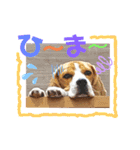 ビーグル犬ほたる④（個別スタンプ：12）