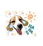 ビーグル犬ほたる④（個別スタンプ：13）