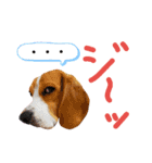 ビーグル犬ほたる④（個別スタンプ：15）