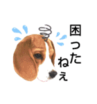 ビーグル犬ほたる④（個別スタンプ：16）
