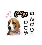 ビーグル犬ほたる④（個別スタンプ：18）