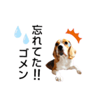ビーグル犬ほたる④（個別スタンプ：19）