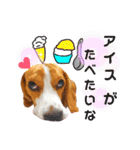 ビーグル犬ほたる④（個別スタンプ：21）
