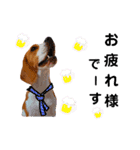 ビーグル犬ほたる④（個別スタンプ：22）