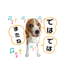 ビーグル犬ほたる④（個別スタンプ：24）