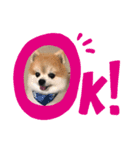 ポメライムくんの日常（個別スタンプ：1）