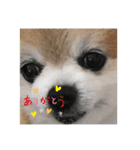 ポメライムくんの日常（個別スタンプ：3）
