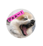 ポメライムくんの日常（個別スタンプ：4）