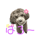 トイプーぱーるのスタンプ4（個別スタンプ：2）