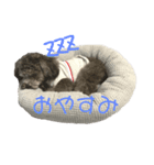 トイプーぱーるのスタンプ4（個別スタンプ：3）