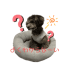トイプーぱーるのスタンプ4（個別スタンプ：6）