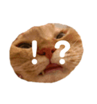 ねこっちゃまの日常（個別スタンプ：21）