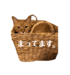 ねこっちゃまの日常（個別スタンプ：24）