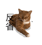 ねこっちゃまの日常（個別スタンプ：30）