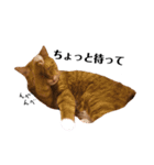 ねこっちゃまの日常（個別スタンプ：32）