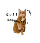 ねこっちゃまの日常（個別スタンプ：34）