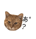 ねこっちゃまの日常（個別スタンプ：35）