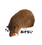 ねこっちゃまの日常（個別スタンプ：36）