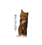 ねこっちゃまの日常（個別スタンプ：37）