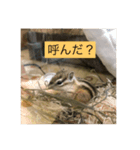 シマリスのクッピー（個別スタンプ：1）