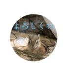 シマリスのクッピー（個別スタンプ：2）