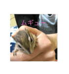 シマリスのクッピー（個別スタンプ：5）