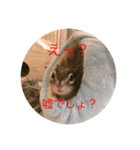 シマリスのクッピー（個別スタンプ：7）