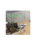 シマリスのクッピー（個別スタンプ：8）